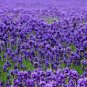 French Provence Lavender Bonsai Very Fragrant Organic 200 Seeds