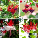 Red Fuchsia Bonsai Potted Flower Garden Potted Plants 100 Seeds