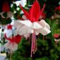 Red Fuchsia Bonsai Potted Flower Garden Potted Plants 100 Seeds