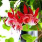 Red Fuchsia Bonsai Potted Flower Garden Potted Plants 100 Seeds
