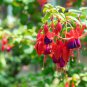 Red Fuchsia Bonsai Potted Flower Garden Potted Plants 100 Seeds