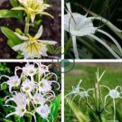 New Rare Spider Lily Bonsai Rare Lilium Brownii Flower 200 Seeds