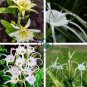 New Rare Spider Lily Bonsai Rare Lilium Brownii Flower 200 Seeds