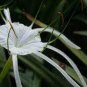 New Rare Spider Lily Bonsai Rare Lilium Brownii Flower 200 Seeds