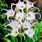 New Rare Spider Lily Bonsai Rare Lilium Brownii Flower 200 Seeds