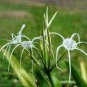 New Rare Spider Lily Bonsai Rare Lilium Brownii Flower 200 Seeds