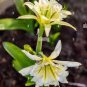 New Rare Spider Lily Bonsai Rare Lilium Brownii Flower 200 Seeds