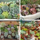 Exotic Mini Succulent Cactus 400 Seeds