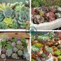 Exotic Mini Succulent Cactus 400 Seeds