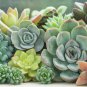 Exotic Mini Succulent Cactus 400 Seeds