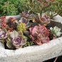 Exotic Mini Succulent Cactus 400 Seeds