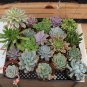 Exotic Mini Succulent Cactus 400 Seeds