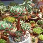 Exotic Mini Succulent Cactus 400 Seeds