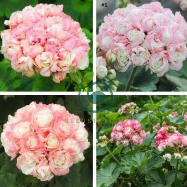 Rare Geranium Bonsai Apple Blossom Rosebud Pelargonium 40 Seeds
