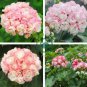 Rare Geranium Bonsai Apple Blossom Rosebud Pelargonium 40 Seeds