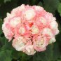 Rare Geranium Bonsai Apple Blossom Rosebud Pelargonium 40 Seeds