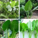 Alocasia Macrorrhiza Bonsai Giant Taro Flores Garden 200 Seeds