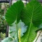 Alocasia Macrorrhiza Bonsai Giant Taro Flores Garden 200 Seeds