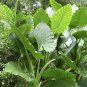 Alocasia Macrorrhiza Bonsai Giant Taro Flores Garden 200 Seeds