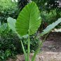 Alocasia Macrorrhiza Bonsai Giant Taro Flores Garden 200 Seeds