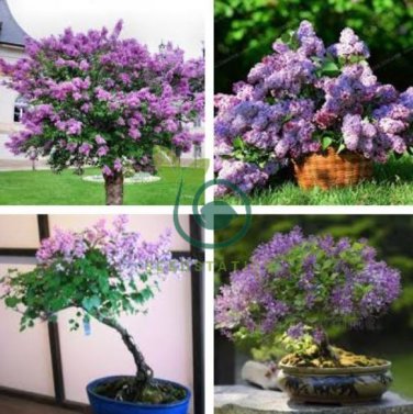 Bonsai Lilac Bonsai Japanese Lilac (Extremely Fragrant) Clove Flower 200 Seeds