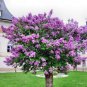Bonsai Lilac Bonsai Japanese Lilac (Extremely Fragrant) Clove Flower 200 Seeds