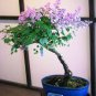 Bonsai Lilac Bonsai Japanese Lilac (Extremely Fragrant) Clove Flower 200 Seeds