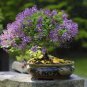 Bonsai Lilac Bonsai Japanese Lilac (Extremely Fragrant) Clove Flower 200 Seeds