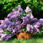 Bonsai Lilac Bonsai Japanese Lilac (Extremely Fragrant) Clove Flower 200 Seeds