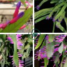 Wittia Amazonica Amazing Epiphyllum 10 Seeds