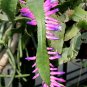 Wittia Amazonica Amazing Epiphyllum 10 Seeds