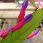 Wittia Amazonica Amazing Epiphyllum 10 Seeds