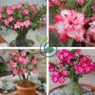 Rare Pink Adenium Obesum 10 Seeds