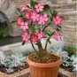 Rare Pink Adenium Obesum 10 Seeds