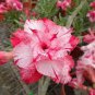 Rare Pink Adenium Obesum 10 Seeds