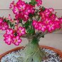 Rare Pink Adenium Obesum 10 Seeds