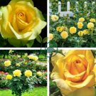 Yellow Upright Fragrant Tea Rose Shrub Garden Flower 100 Seeds