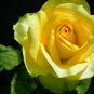 Yellow Upright Fragrant Tea Rose Shrub Garden Flower 100 Seeds