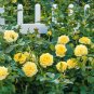 Yellow Upright Fragrant Tea Rose Shrub Garden Flower 100 Seeds
