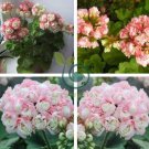 Rare Geranium Bonsai Apple Blossom Rosebud Pelargonium 40 Seeds