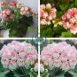 Rare Geranium Bonsai Apple Blossom Rosebud Pelargonium 40 Seeds
