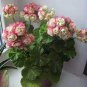 Rare Geranium Bonsai Apple Blossom Rosebud Pelargonium 40 Seeds