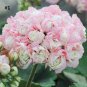 Rare Geranium Bonsai Apple Blossom Rosebud Pelargonium 40 Seeds