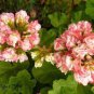 Rare Geranium Bonsai Apple Blossom Rosebud Pelargonium 40 Seeds