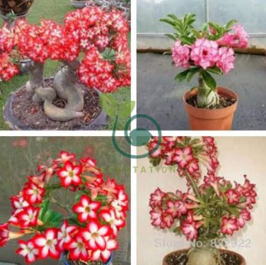 Adenium Obesum Bulk Desert Rose Bonsai Tree Flower 4 Seeds