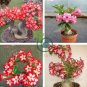 Adenium Obesum Bulk Desert Rose Bonsai Tree Flower 4 Seeds