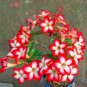 Adenium Obesum Bulk Desert Rose Bonsai Tree Flower 4 Seeds