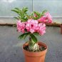 Adenium Obesum Bulk Desert Rose Bonsai Tree Flower 4 Seeds