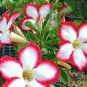 Adenium Obesum  Bulk Desert Rose Bonsai Tree Flower 100 Seeds