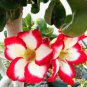 Adenium Obesum  Bulk Desert Rose Bonsai Tree Flower 100 Seeds